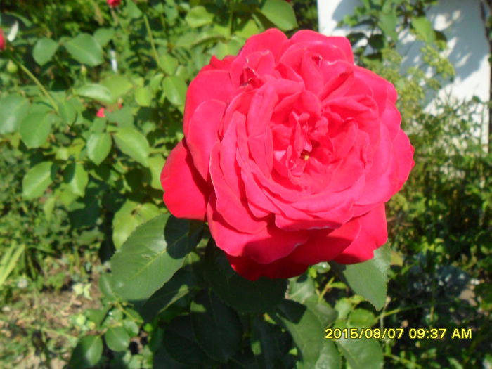 SAM_0867 - Copy - Serviciu 2015