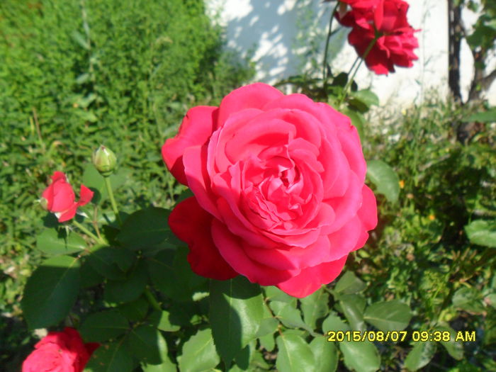 SAM_0868 - Copy - Serviciu 2015