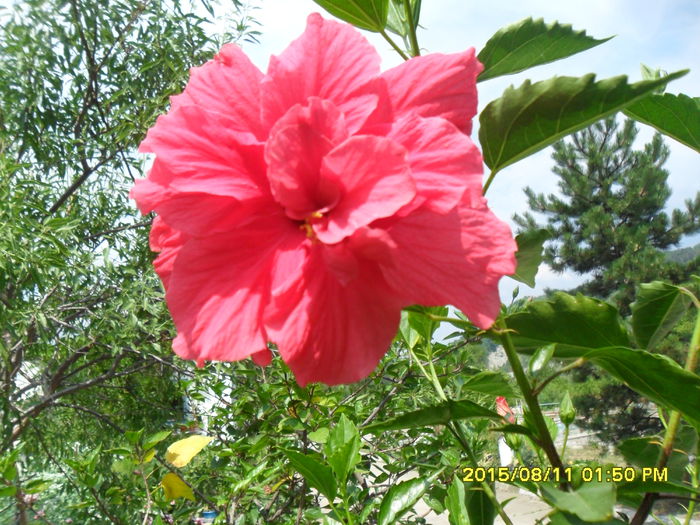 SAM_0872 - Copy - Serviciu 2015