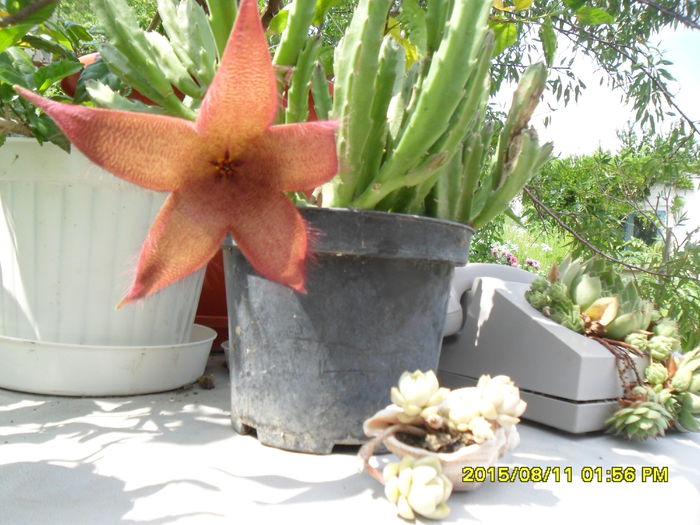 SAM_0874 - Copy - Serviciu 2015