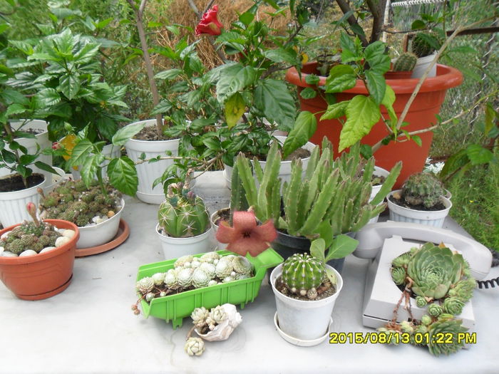 SAM_0884 - Copy - Serviciu 2015