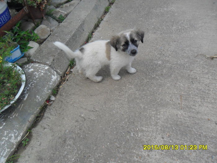 SAM_0887 - Serviciu 2015