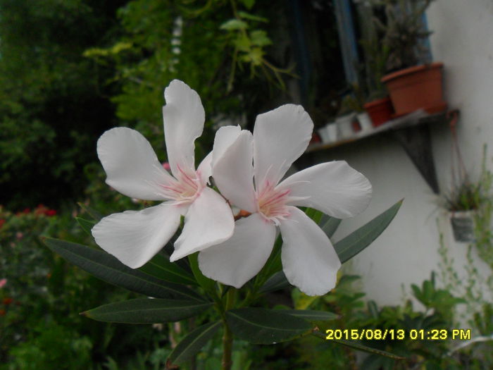 SAM_0888 - Serviciu 2015