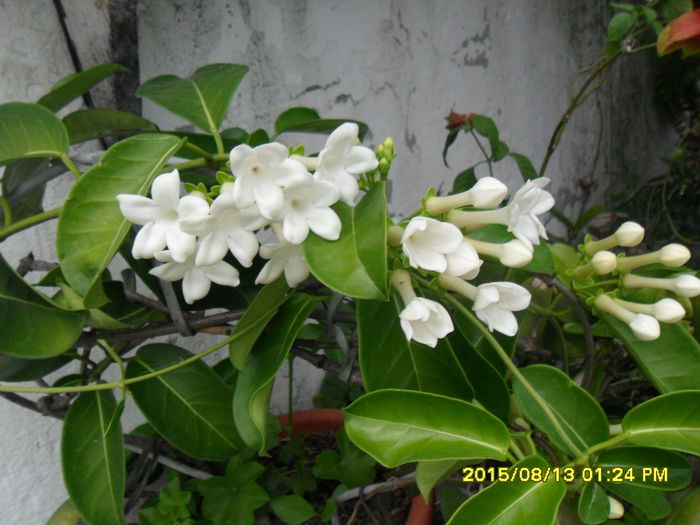 SAM_0890 - Serviciu 2015