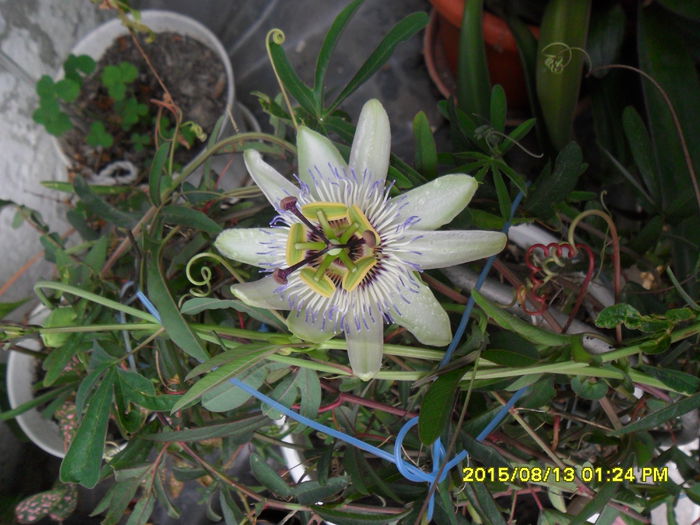 SAM_0892 - Serviciu 2015