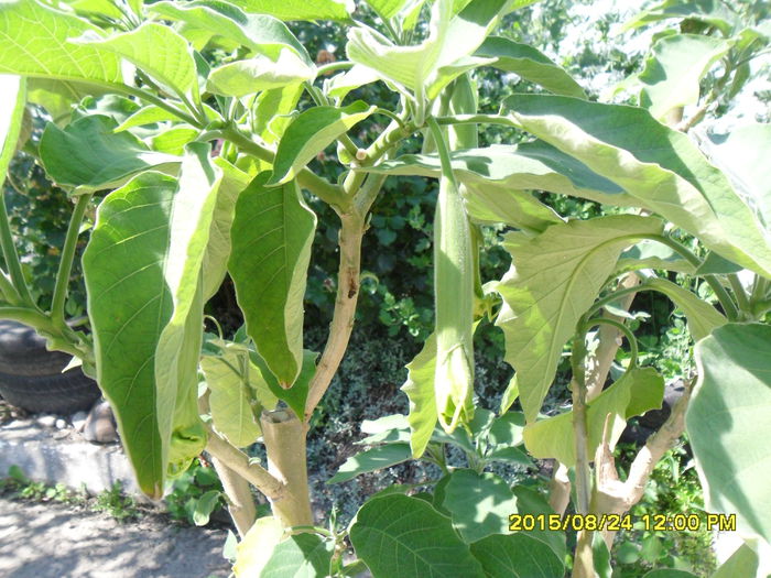 SAM_0930 - Serviciu 2015