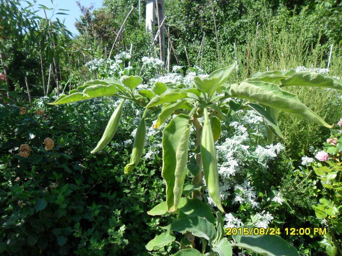 SAM_0931 - Serviciu 2015