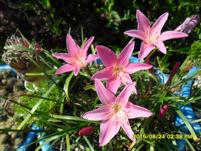 SAM_0939 - Serviciu 2015