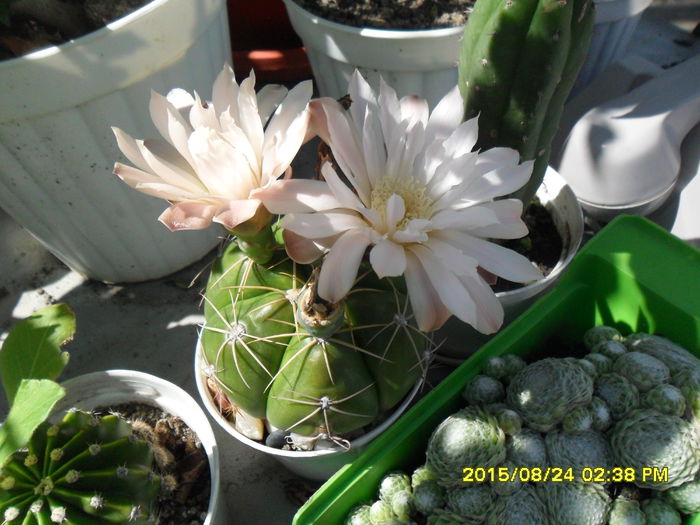 SAM_0940 - Serviciu 2015