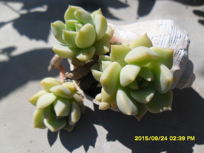 SAM_0941 - Serviciu 2015