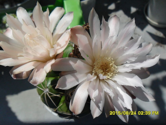 SAM_0943 - Serviciu 2015