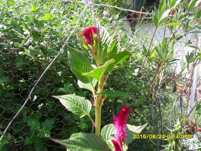 SAM_0945 - Serviciu 2015