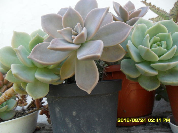 SAM_0946 - Serviciu 2015