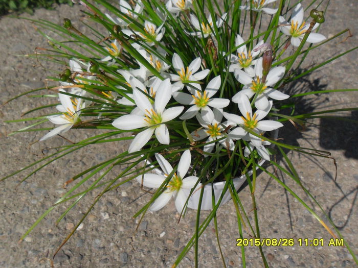 SAM_0971 - Serviciu 2015