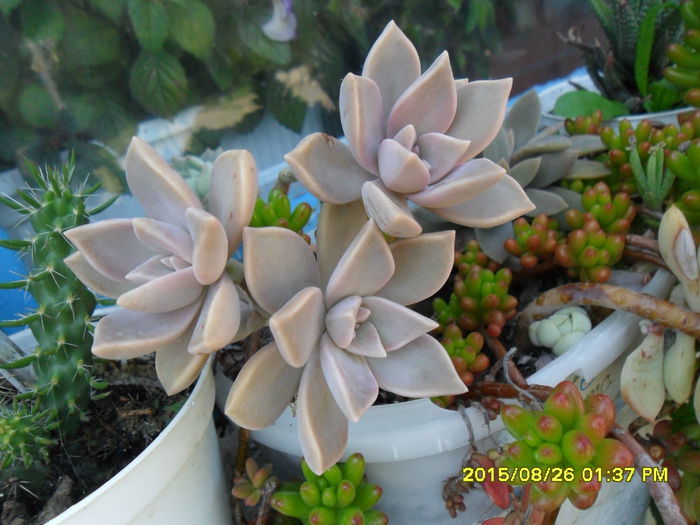 SAM_0977 - Serviciu 2015