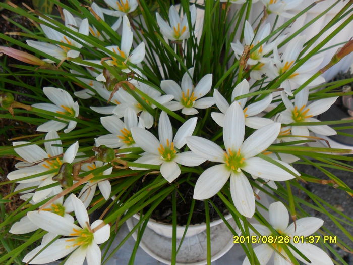 SAM_0979 - Serviciu 2015