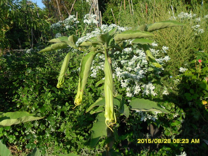 SAM_0998 - Serviciu 2015