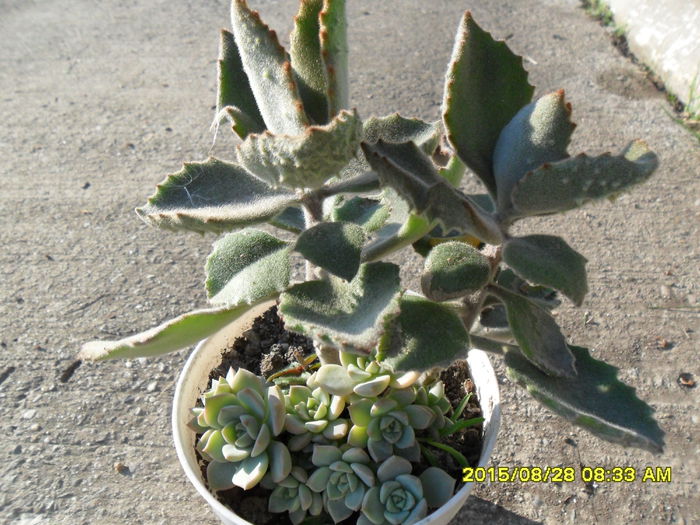 SAM_1000 - Serviciu 2015