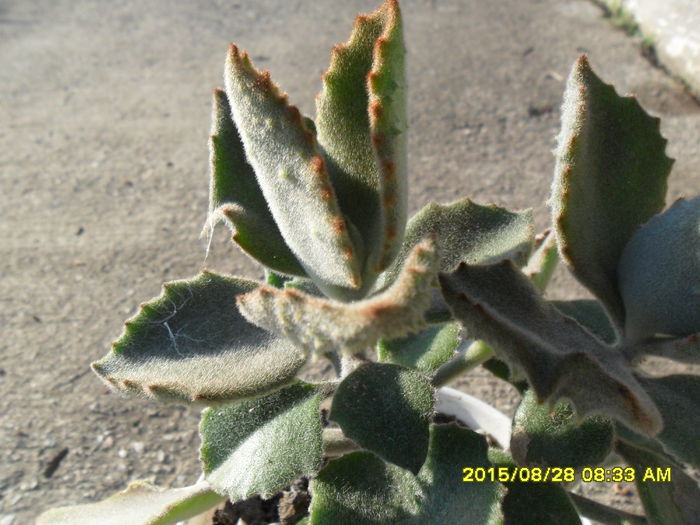 SAM_1001 - Serviciu 2015