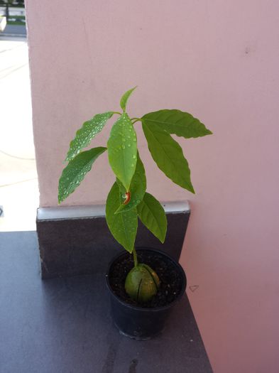 501 Avocado - Plante de balcon si camera - 2015 _ partea a II-a