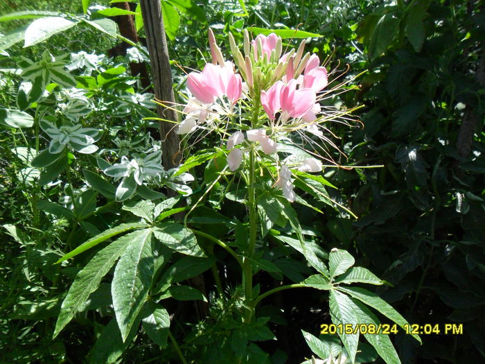 SAM_0937 - Cleome