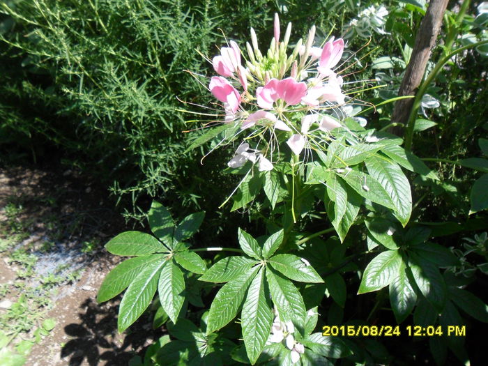 SAM_0938 - Cleome