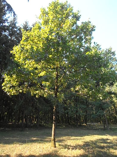 P8281212
