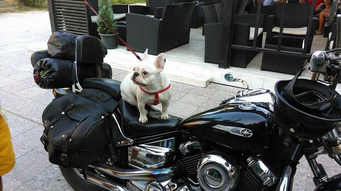 In vacanta,plimbare..la o bere - BULLDOG FRANCEZ