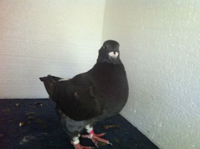 IMG_8367 - TINERET  2015