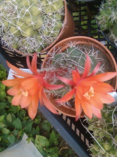 IMG_20150830_092100 - Flori de cactusi