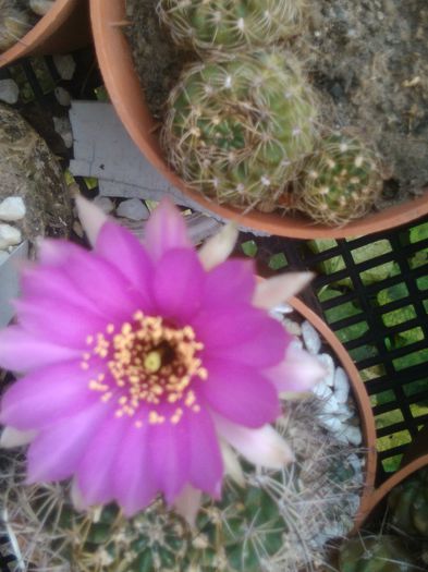 IMG_20150830_092126_BURST001_COVER - Flori de cactusi