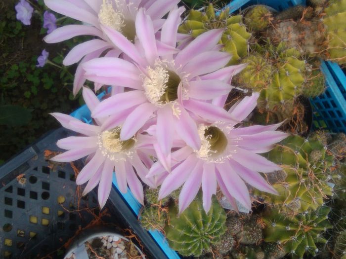 IMG_20150830_092204_BURST002 - Flori de cactusi