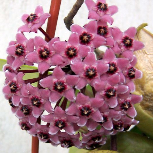 Hoya - Hoya plante