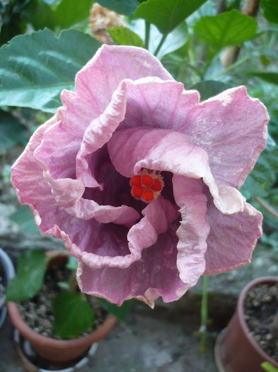 P1230781