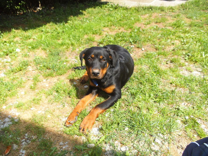 DSCF1201 - Bella- rottwailer