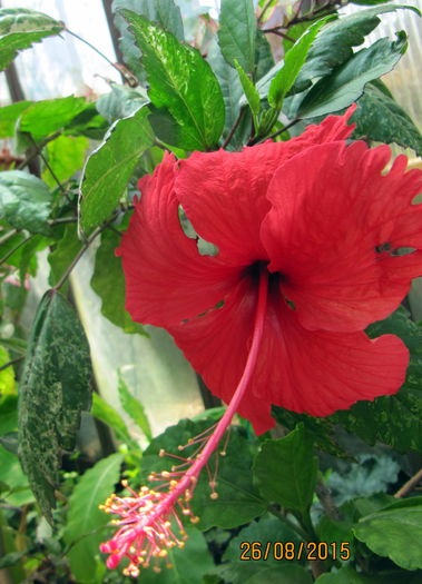 Surinam - H - Hibiscusi