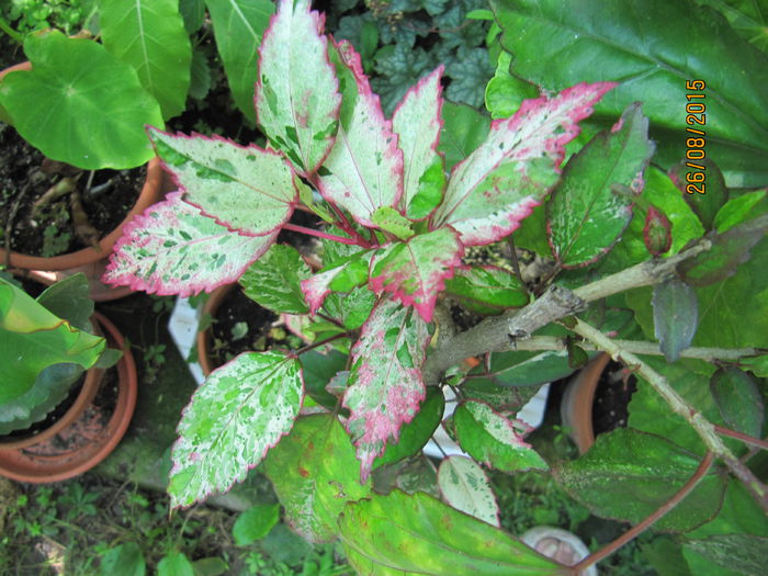 Surinam - H - Hibiscusi