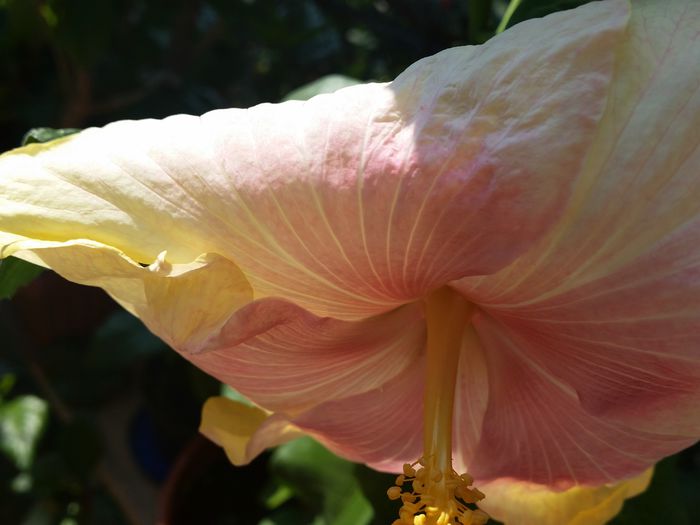  - tahitian lavender pastel