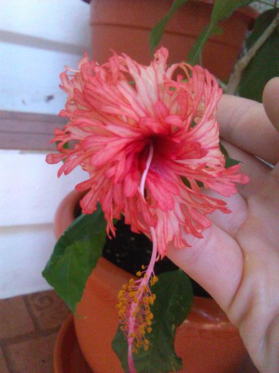Schizopetalus 30.08.2015 - Hibiscusi 2015