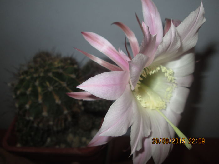 IMG_9450 - Florile mele august 2015