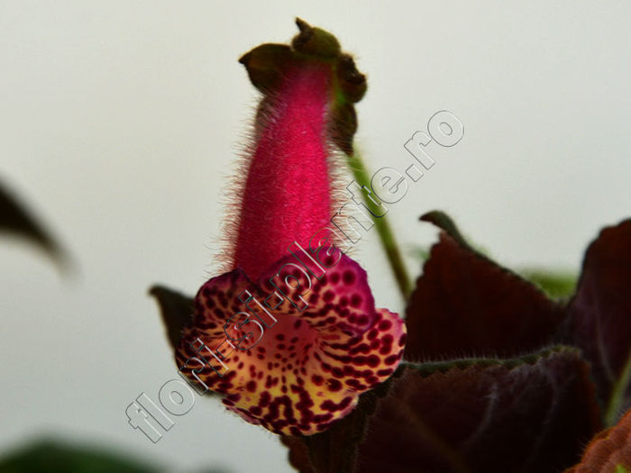 NEW 2015 - Kohleria VH s Lotta - KOHLERIA II 3