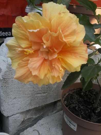 1440945188930 - hibiscus classic apricot