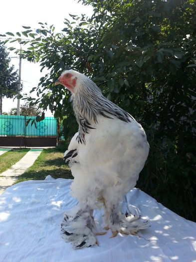 cocos 1-120 lei - aaa cocosi brahma herminat deschis 2015 de vanzare