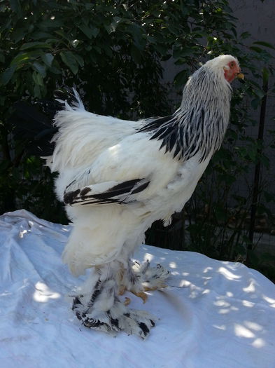 cocos 1 - aaa cocosi brahma herminat deschis 2015 de vanzare