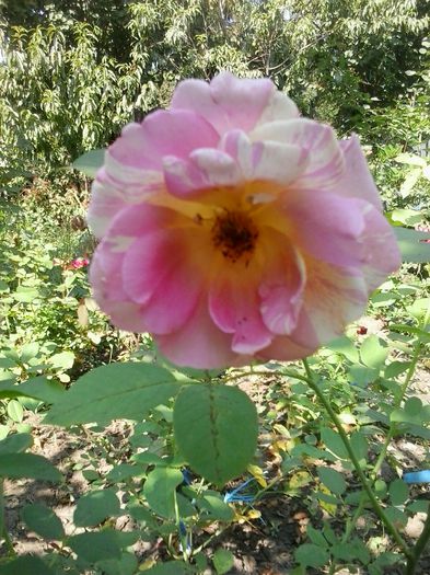 20150829_114002 - trandafiri 0