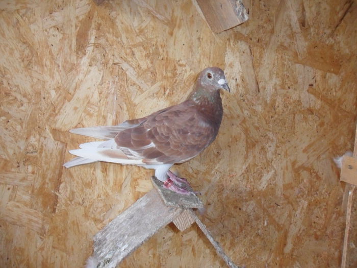 mama ei are norma fond RO-2007-319303