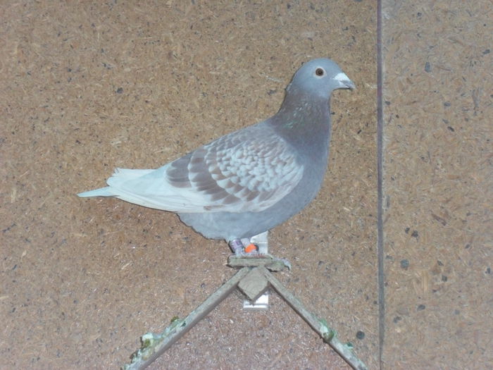 mama femelei,RO-2007-319303