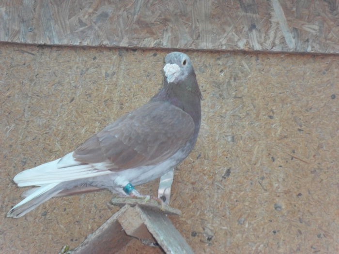 tatal femelei,RO-2002-089700