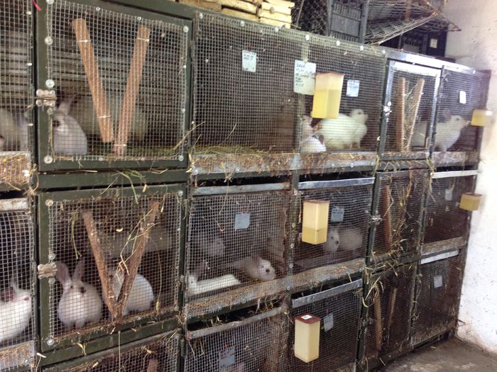 IMG_3275 - ADAPOST - CALIFORNIAN