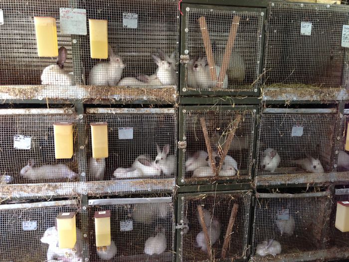 IMG_3277 - ADAPOST - CALIFORNIAN